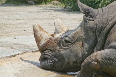rhinoの写真素材