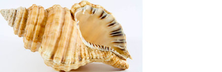shell