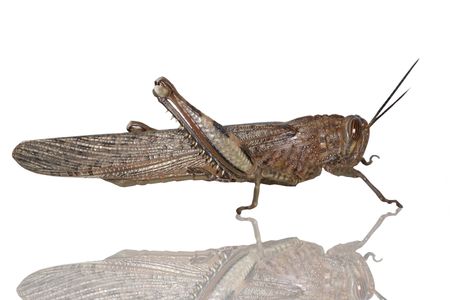 grasshopperの写真素材