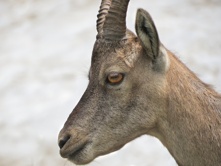 a steinbock on a mountainの写真素材