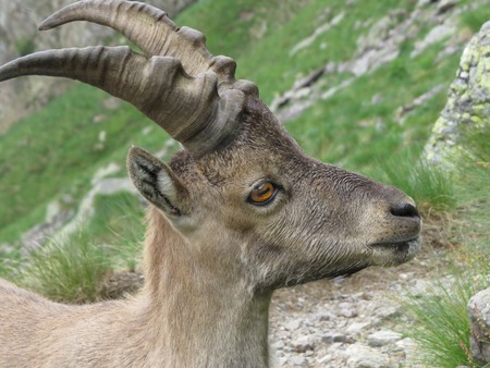 a steinbock on a mountainの写真素材