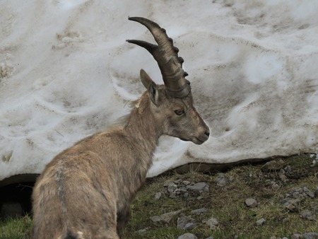 a steinbock on a mountainの写真素材
