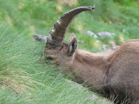 a steinbock on a mountainの写真素材
