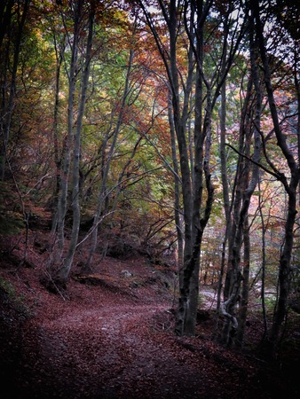 a view of autumn colorsの写真素材