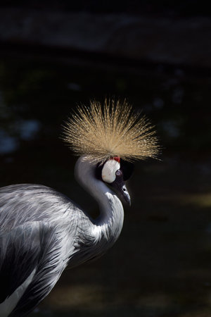 a view of a crane crown