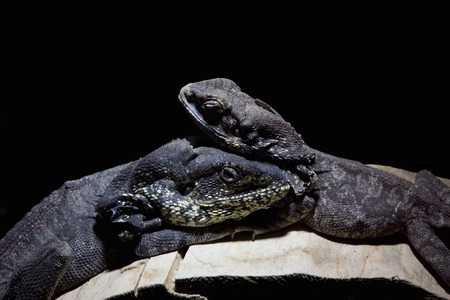 a view of an iguanaの写真素材