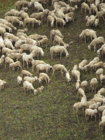 some sheep in a green grass