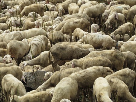 some sheep in a green grassの写真素材