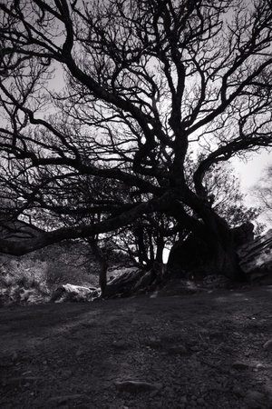 a view of an old tree