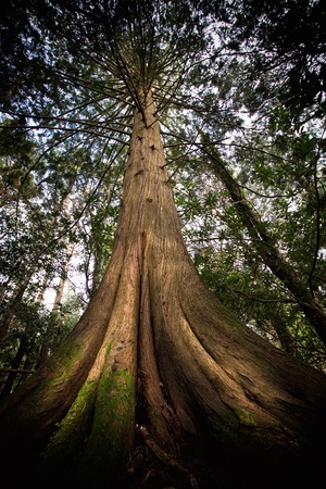 a view of an old treeの写真素材
