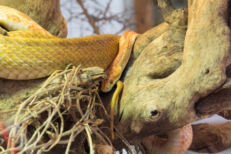 a view of an albino pythonの写真素材