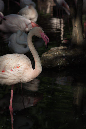 a view of a wild flamingoの写真素材