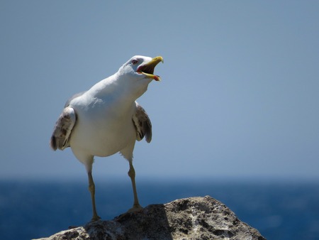 a view of a seagull on the waterの写真素材