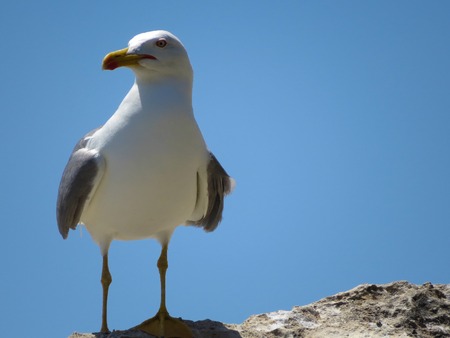a view of a seagull on the waterの写真素材