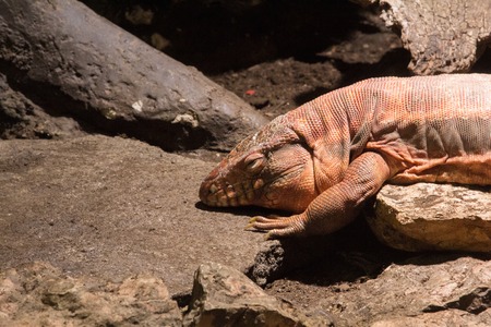 a view of an iguanaの写真素材
