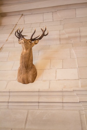 a view of a deer headの写真素材