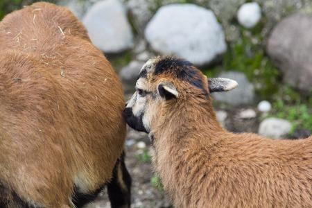 a view of some wild goatの写真素材