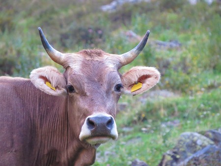 some cow on a grassの写真素材