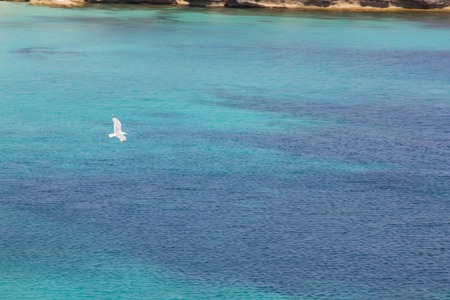a view of a seagull on the waterの写真素材