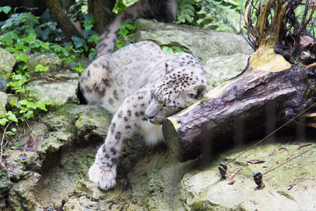 a view of a white leopard