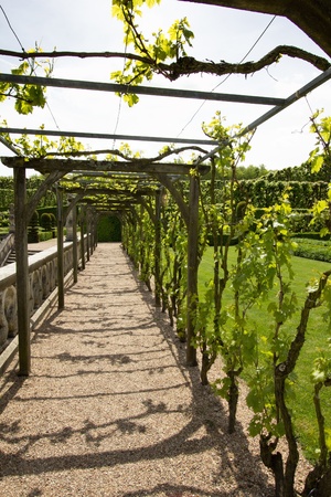 a view of a green labyrinthの写真素材
