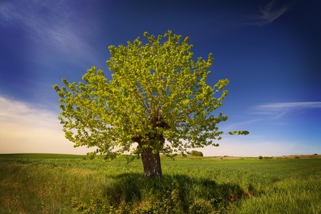 a view of an old treeの写真素材