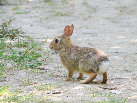 a view of a rabbitの写真素材