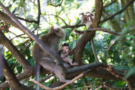 Little monkey