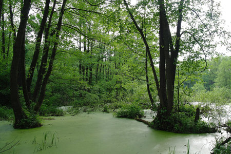 Bog in a wood