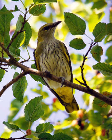 bird,an orioleの写真素材