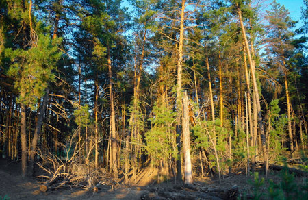 Misty Old Forest の写真素材