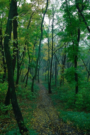 Autumn misty forest