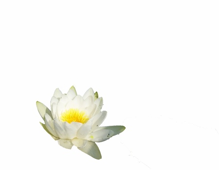 A white water lily の写真素材