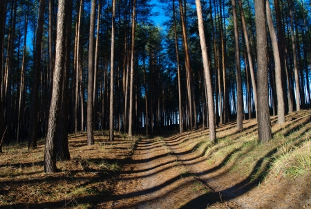 Morning in pine forest の写真素材