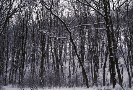 winter wood