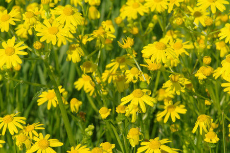 yellow flowers on the green meadow