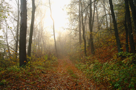 forest in autumnの写真素材