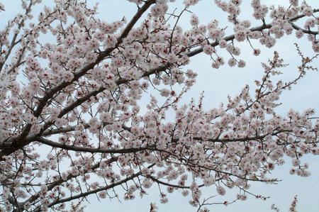apricot flowers on the branchの写真素材