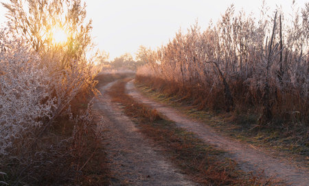 dry grass in the meadow near the woods covered with frost cold foggy morning.