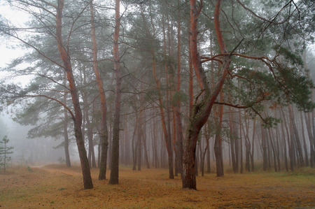 Autumn forest in the morning mist. Autumn forest in the morning mist.