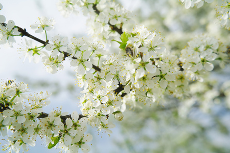 Blooming tree in spring time.の写真素材