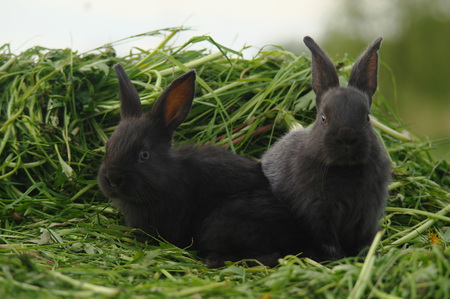 Black baby rabbits on green grass.の写真素材