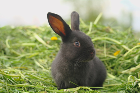 Black rabbit on green grass.の写真素材