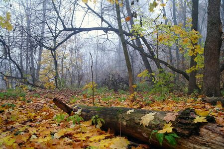 autumn forest with misty morning .の写真素材
