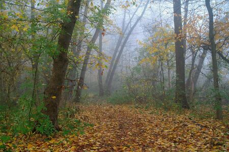 autumn forest with misty morningの写真素材