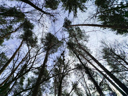 Low angle view of tall forest trees against a cloudy sky.