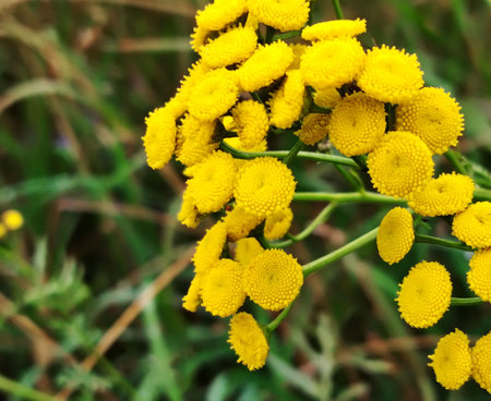 Close-up of vibrant yellow tansy flowers.の写真素材