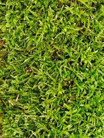 Dense vibrant green moss background.