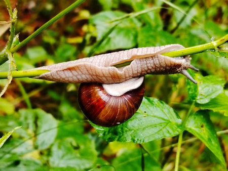 Garden snail on a thin green stem.の写真素材