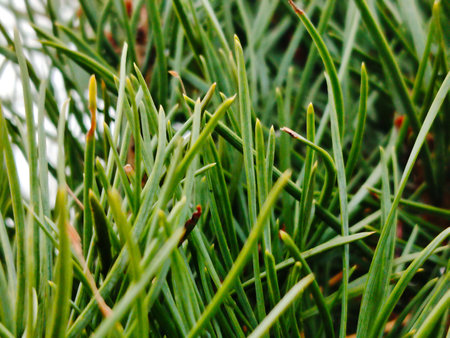 Close up of bright green pine needles.の写真素材